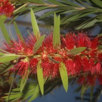 Melaleuca viminalis (Sol. ex Gaertn.) Byrnes